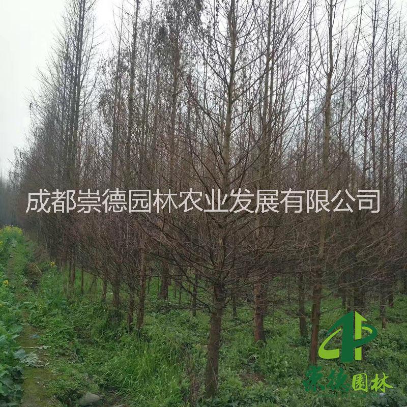 水杉圖片/水杉樣板圖 (2)