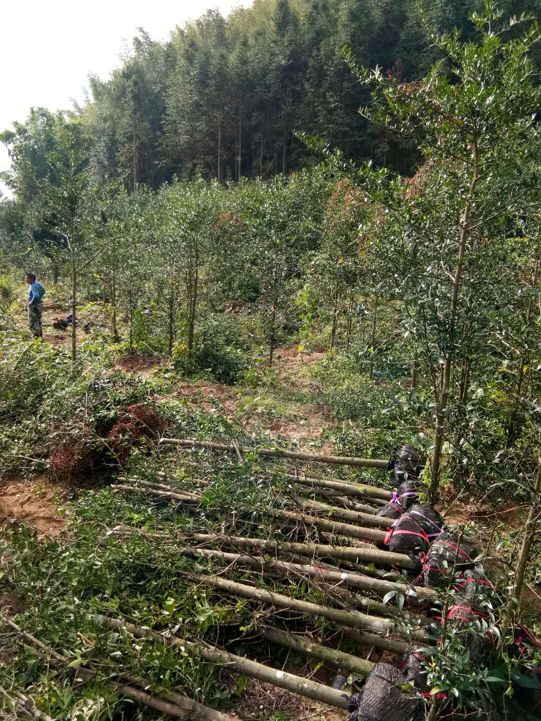 柏苗圖片/柏苗樣板圖 (3)