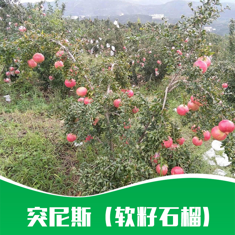 突尼斯（軟籽石榴）圖片/突尼斯（軟籽石榴）樣板圖 (4)