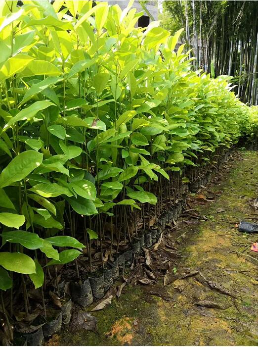 火力楠小苗公司-優(yōu)質(zhì)生產(chǎn)供應(yīng)商