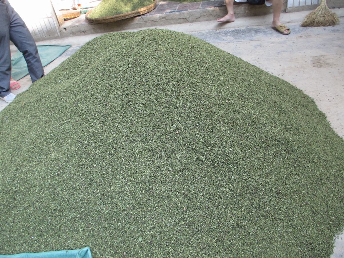 掛果花椒樹 掛果花椒樹報價 掛果花椒樹直銷 掛果花椒樹批發(fā) 掛果花椒樹哪家好 掛果花椒樹生產(chǎn)廠家 掛果花椒樹供應商