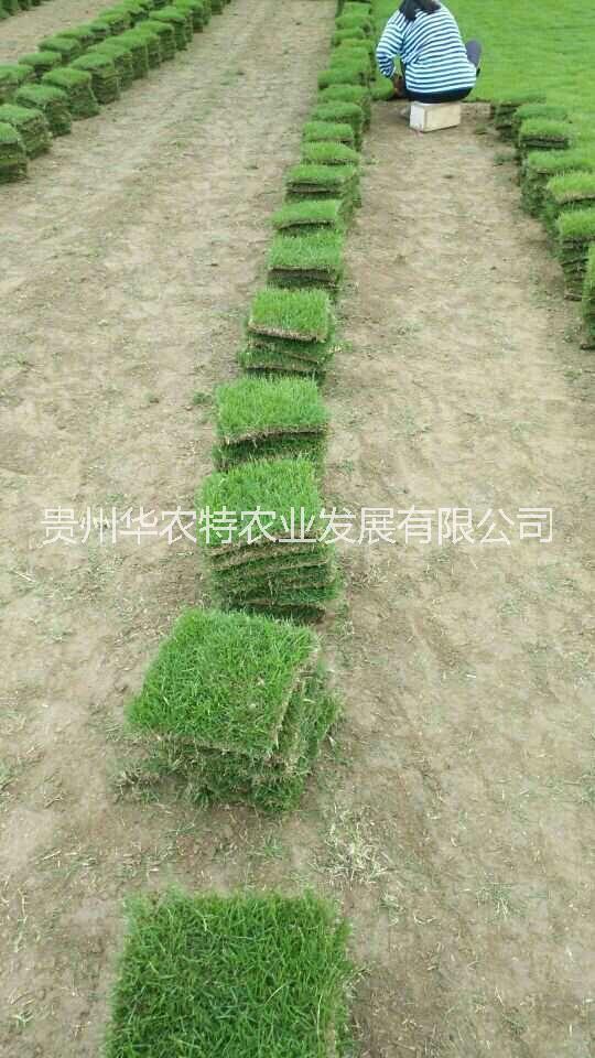 馬尼拉草圖片/馬尼拉草樣板圖 (1)