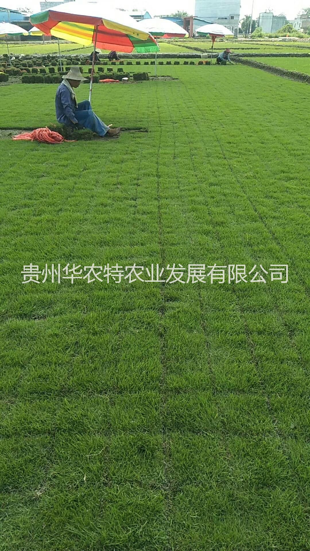 興義綠化草場(chǎng)圖片/興義綠化草場(chǎng)樣板圖 (3)
