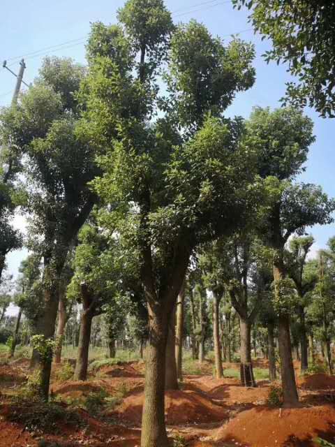 湖南香樟圖片/湖南香樟樣板圖 (2)