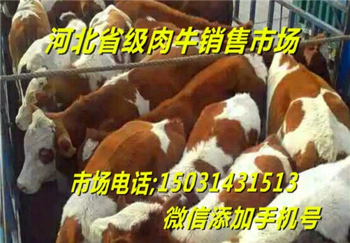 牛羊驴价格河北肉牛犊黄牛市场价格图片