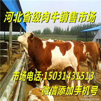 牛羊圖片/牛羊樣板圖 (3)