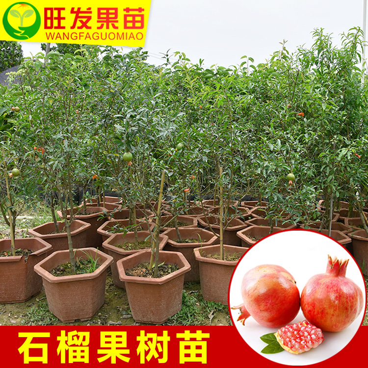 石榴果樹苗圖片/石榴果樹苗樣板圖 (2)