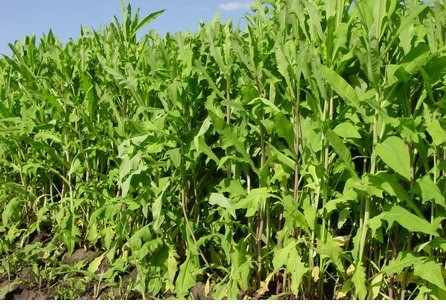 牧草紫花苜蓿種子圖片/牧草紫花苜蓿種子樣板圖 (4)