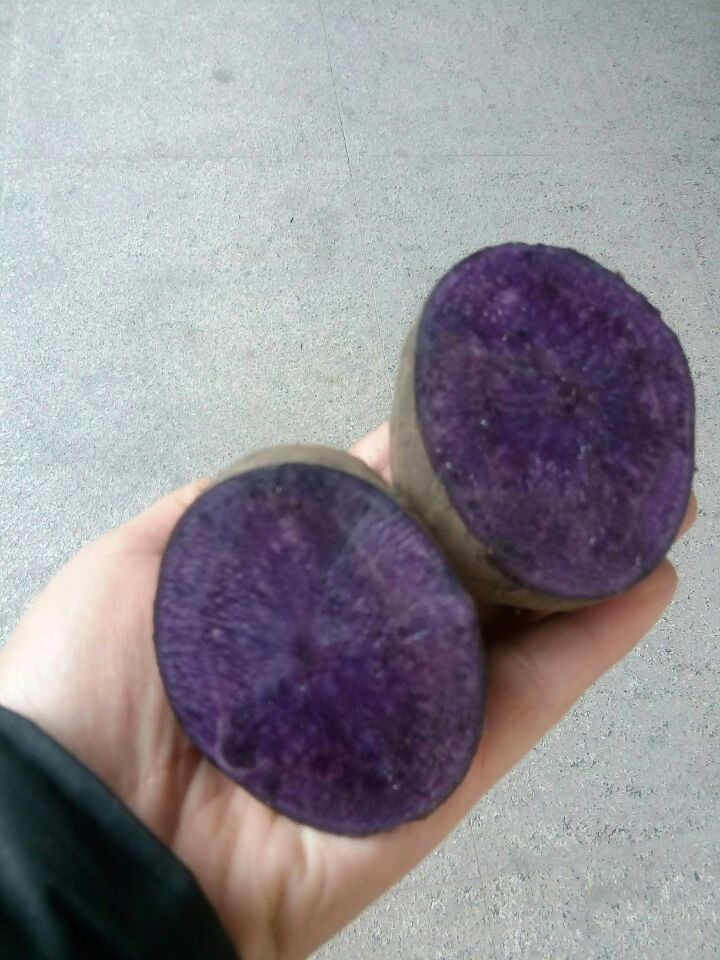 黑土豆種子圖片/黑土豆種子樣板圖 (2)