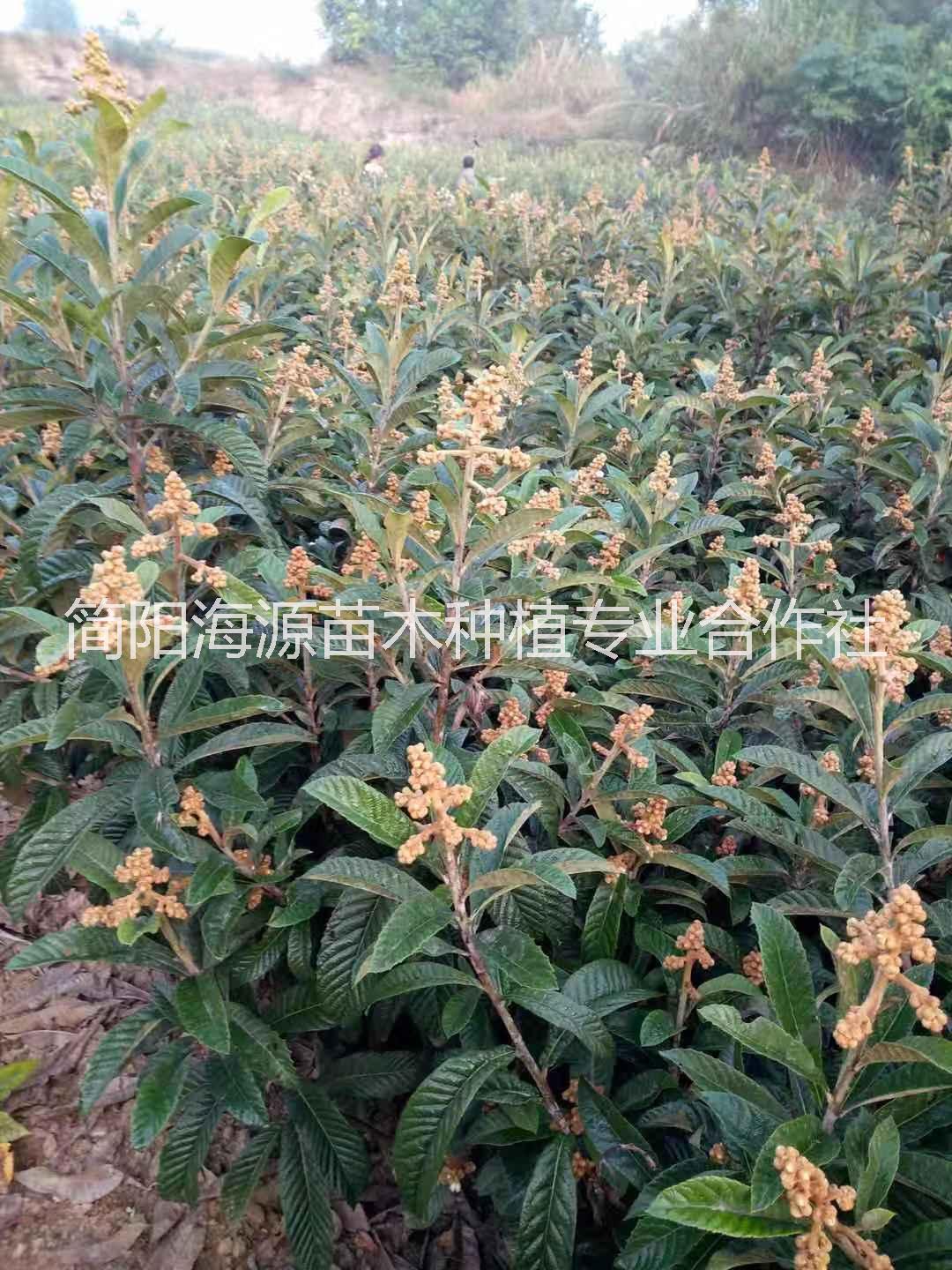貴州大五星枇杷苗圖片/貴州大五星枇杷苗樣板圖 (1)