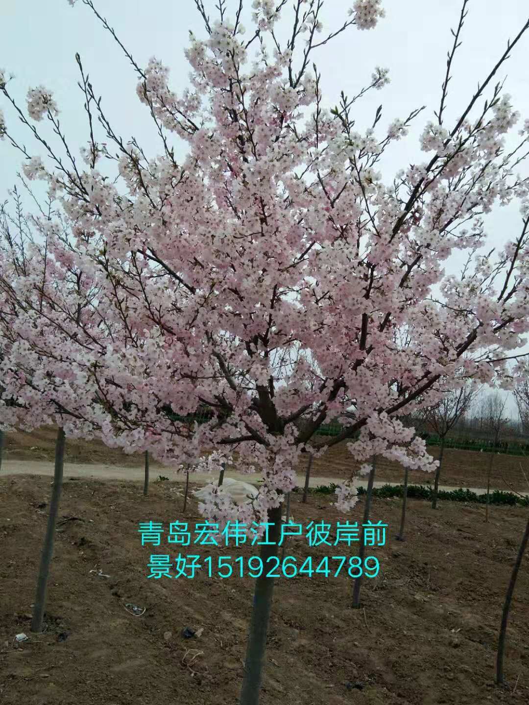 山東染井吉野櫻花基地圖片/山東染井吉野櫻花基地樣板圖 (1)