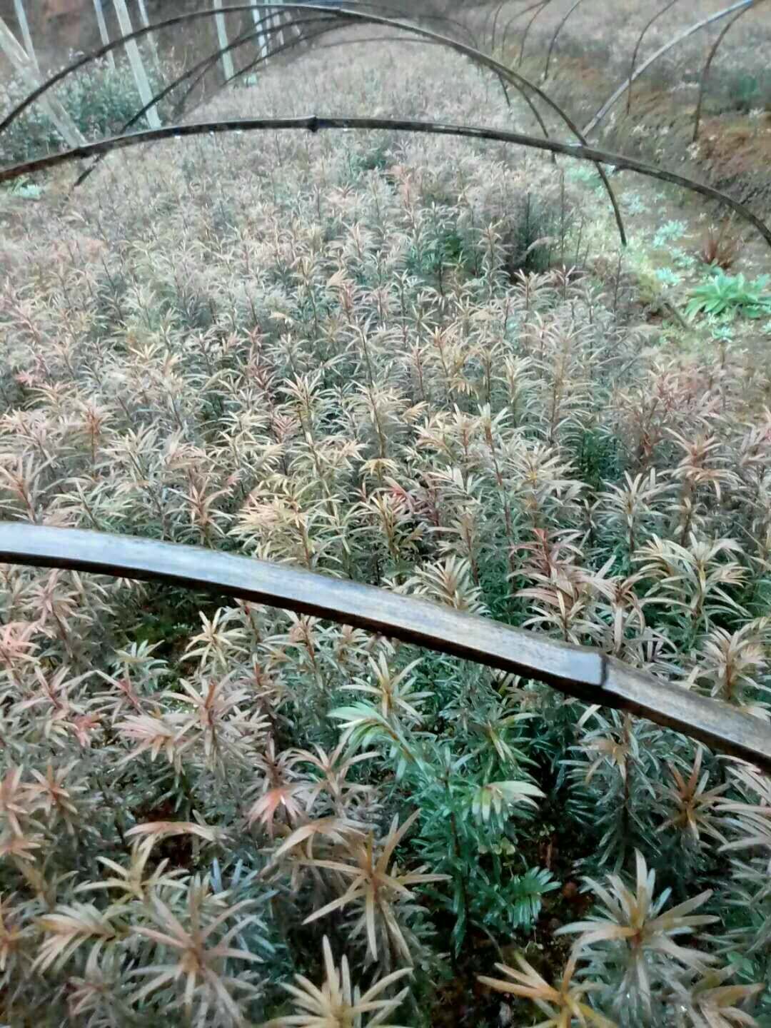 供應(yīng)紅豆杉苗 直銷紅豆杉苗 紅豆杉苗報(bào)價(jià) 紅豆杉苗批發(fā) 紅豆杉苗供應(yīng)商 出售紅豆杉苗 紅豆杉苗哪家好