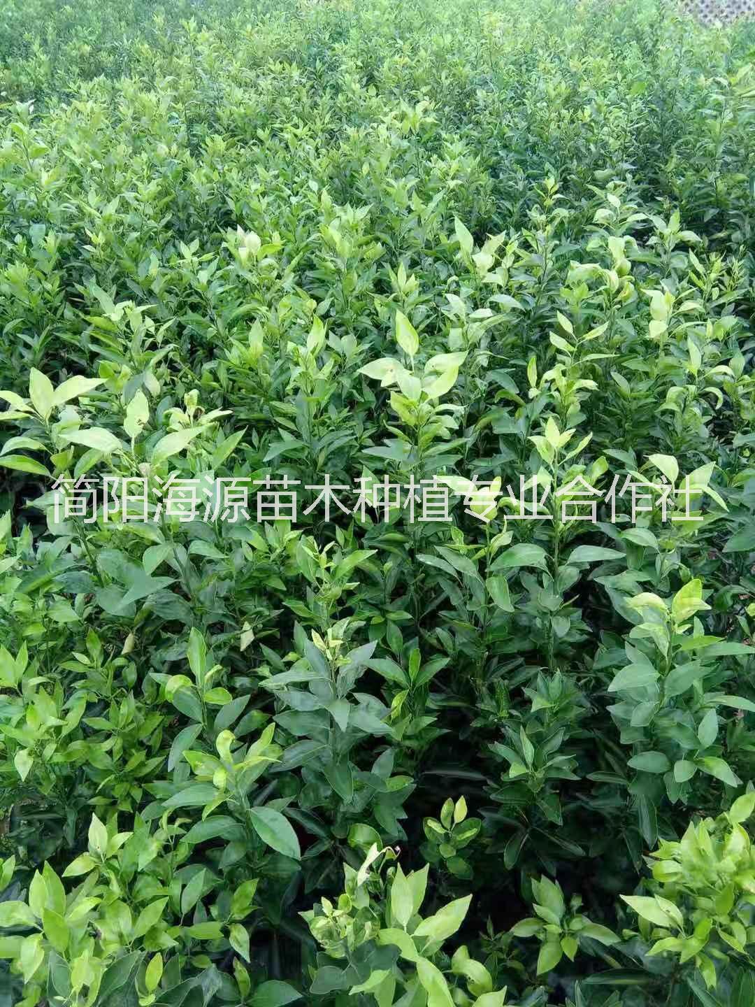 耙耙柑裸根苗圖片/耙耙柑裸根苗樣板圖 (4)