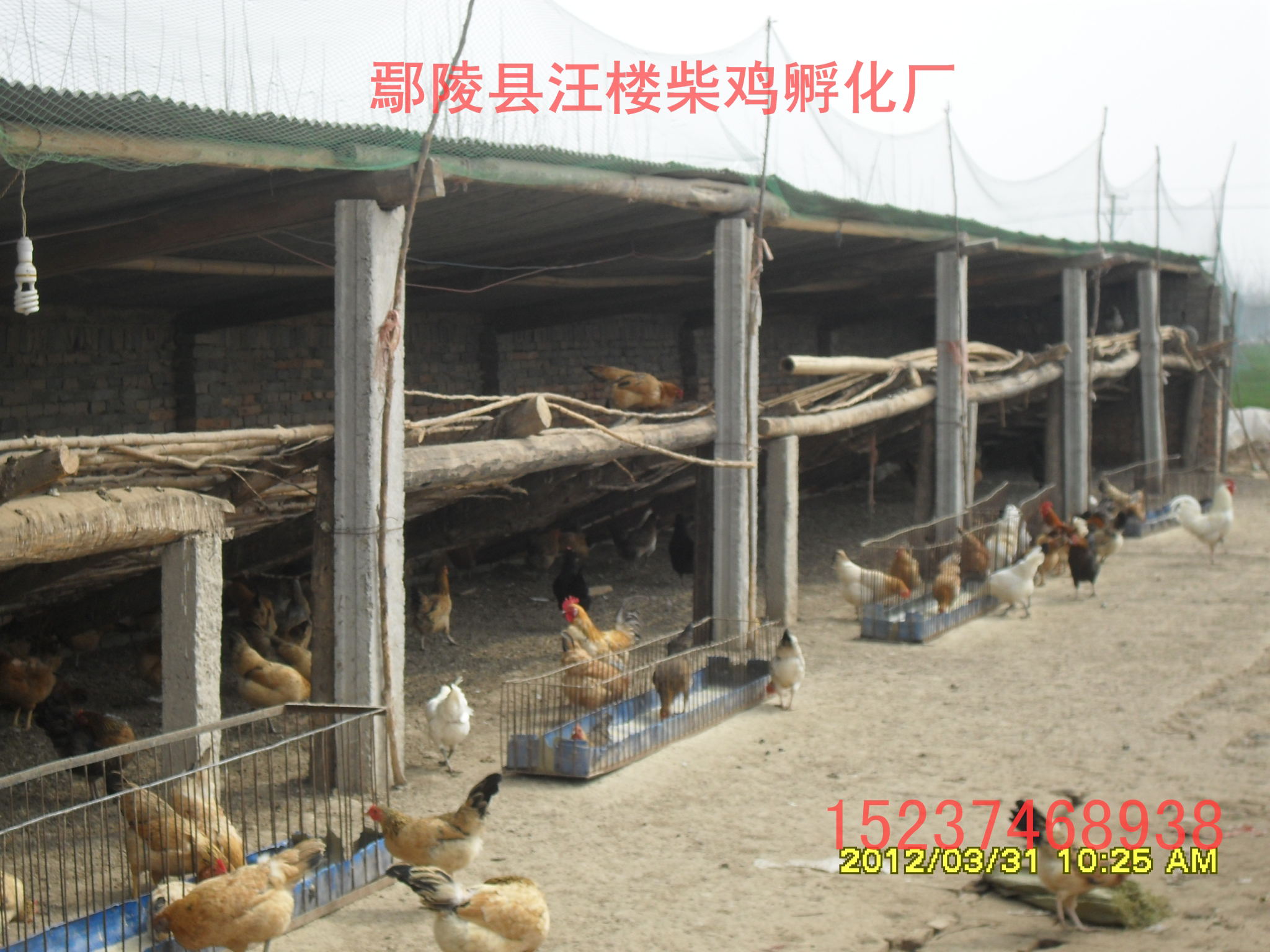 柴雞苗圖片/柴雞苗樣板圖 (4)