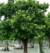 小葉榕圖片/小葉榕樣板圖 (2)