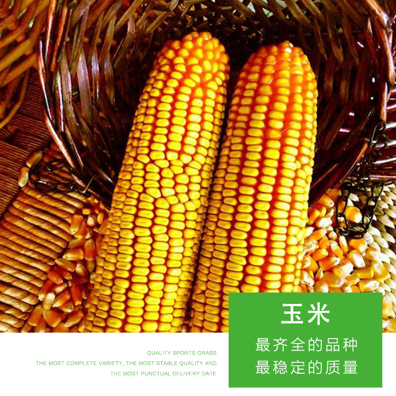 玉米圖片/玉米樣板圖 (4)