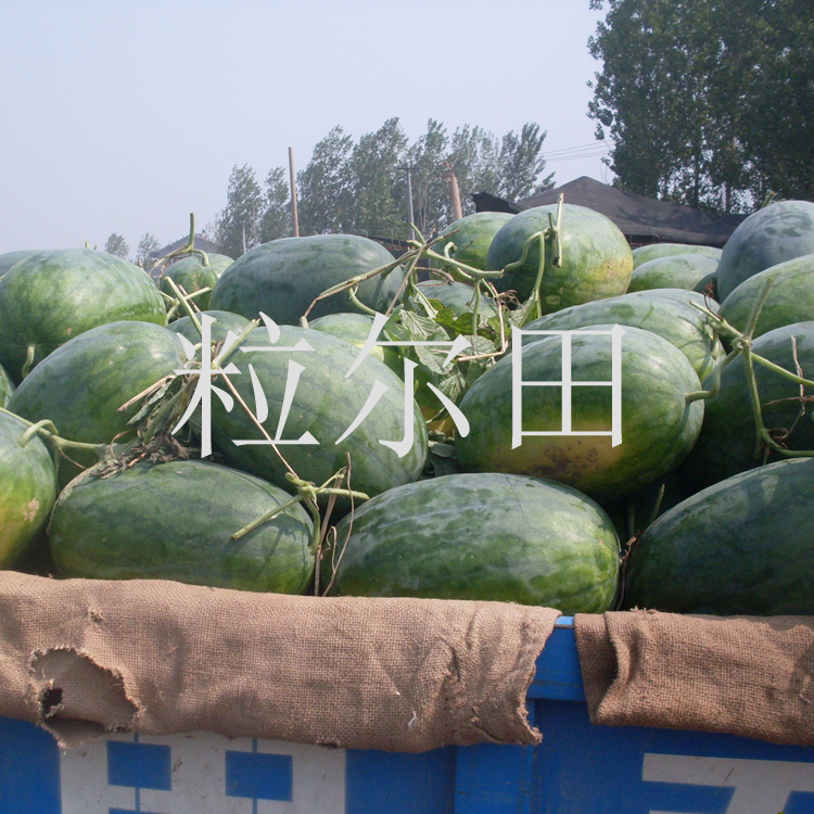 西瓜種子圖片/西瓜種子樣板圖 (1)