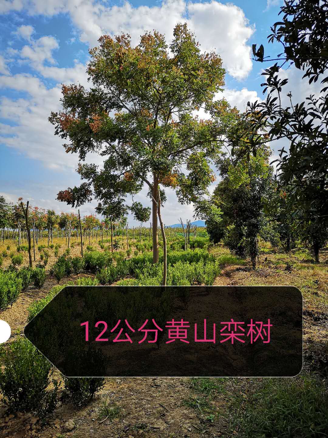 寧波紅花紫薇基地，紅花紫薇報價，紅花紫薇批發(fā)