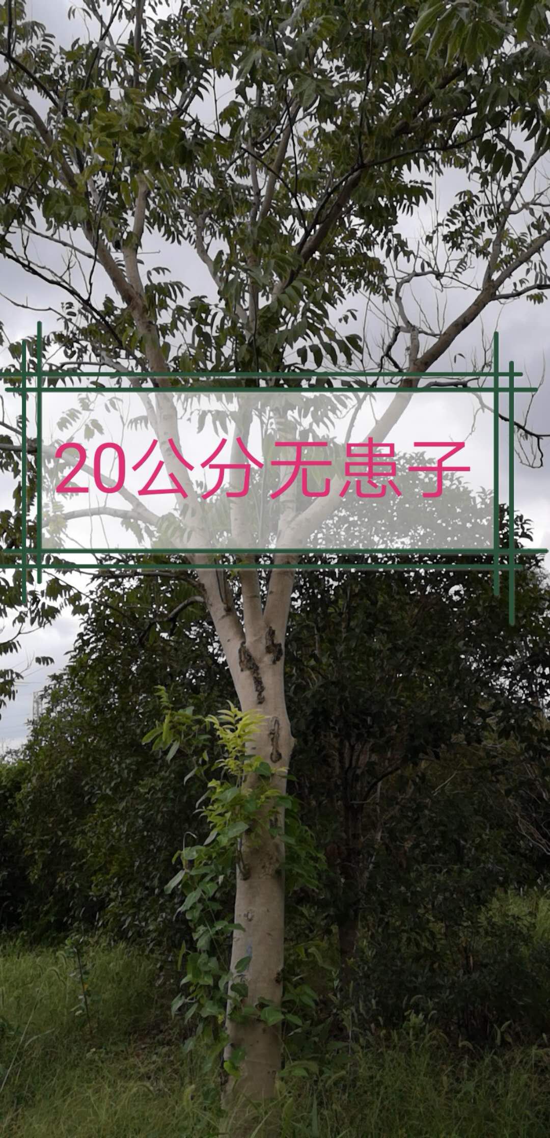 桔子樹圖片/桔子樹樣板圖 (3)