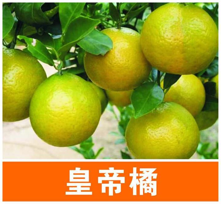 皇帝柑苗圖片/皇帝柑苗樣板圖 (4)