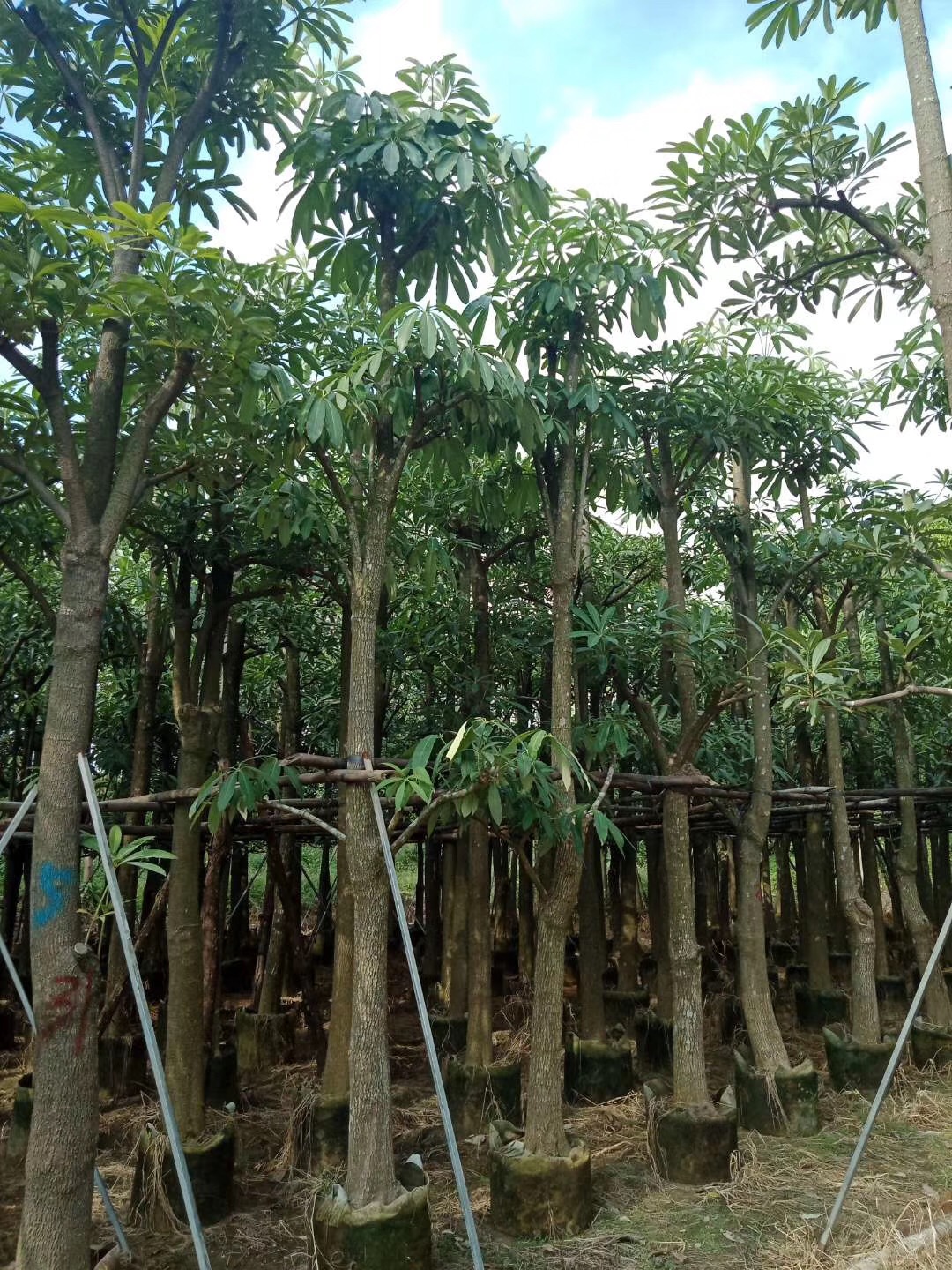 揭阳盆架子 盆架子价格 盆架子种植基地 盆架子多少钱 盆架子供应商 揭阳盆架子哪家好 普宁盆架子 普宁盆架子哪家好图片