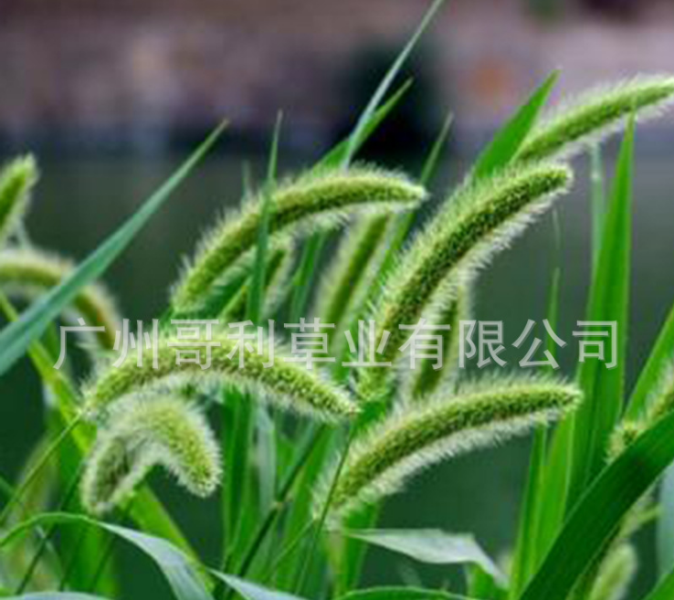 狗尾巴草種子批發(fā)-護(hù)坡草種子價(jià)格-狗尾草草籽廠家