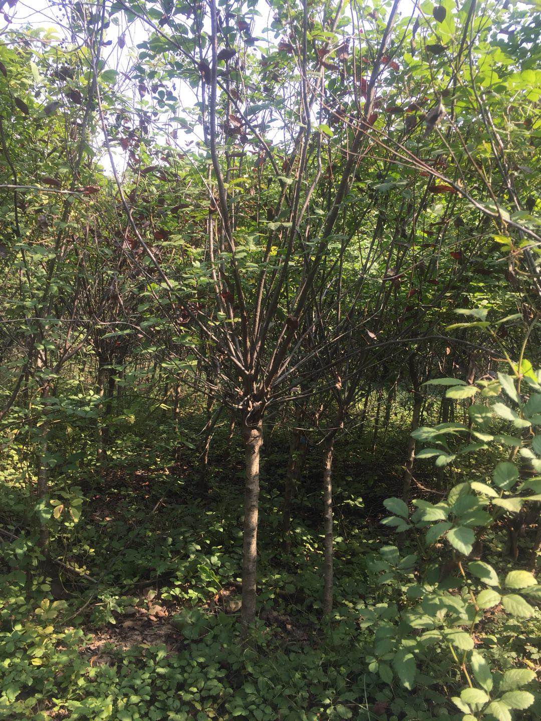 紫葉矮櫻圖片/紫葉矮櫻樣板圖 (2)