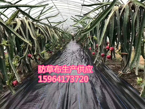 防草地布生产批发 果园专用除草地布 透气保湿农用除草布图片