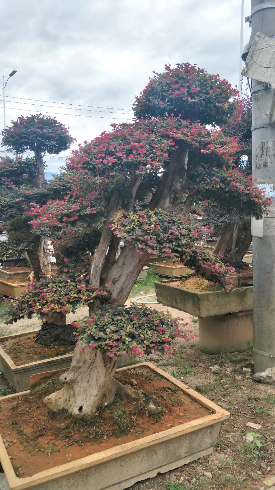 红花继木桩头福建红花继木桩头 红花继木桩头价格 红花继木桩头批发 红花继木桩头供应商 福建红花继木桩头哪家好 漳州红花继木桩头哪家好