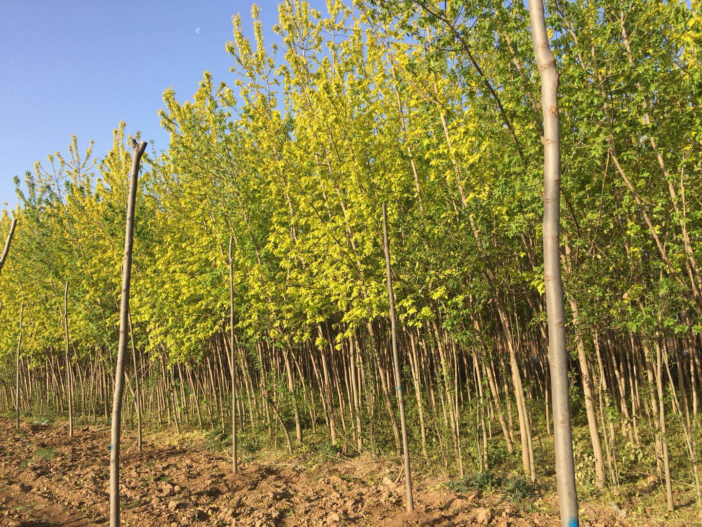 復葉槭圖片/復葉槭樣板圖 (2)