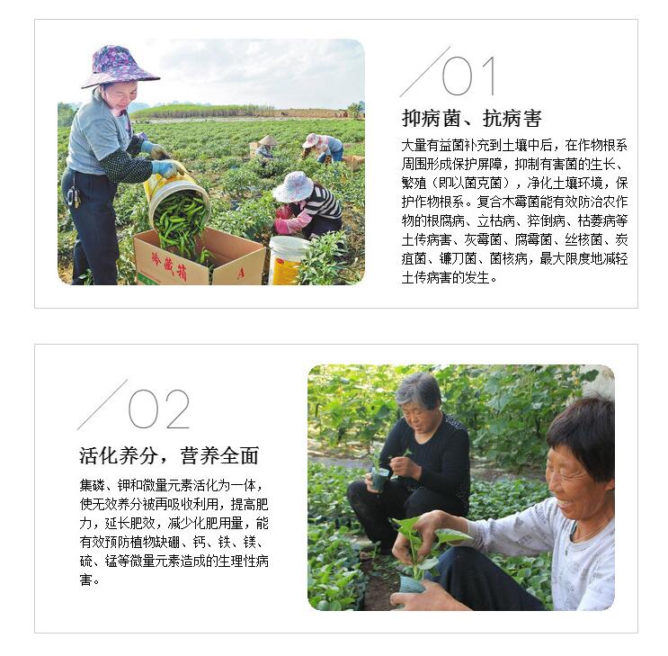 復(fù)合木霉菌圖片/復(fù)合木霉菌樣板圖 (3)