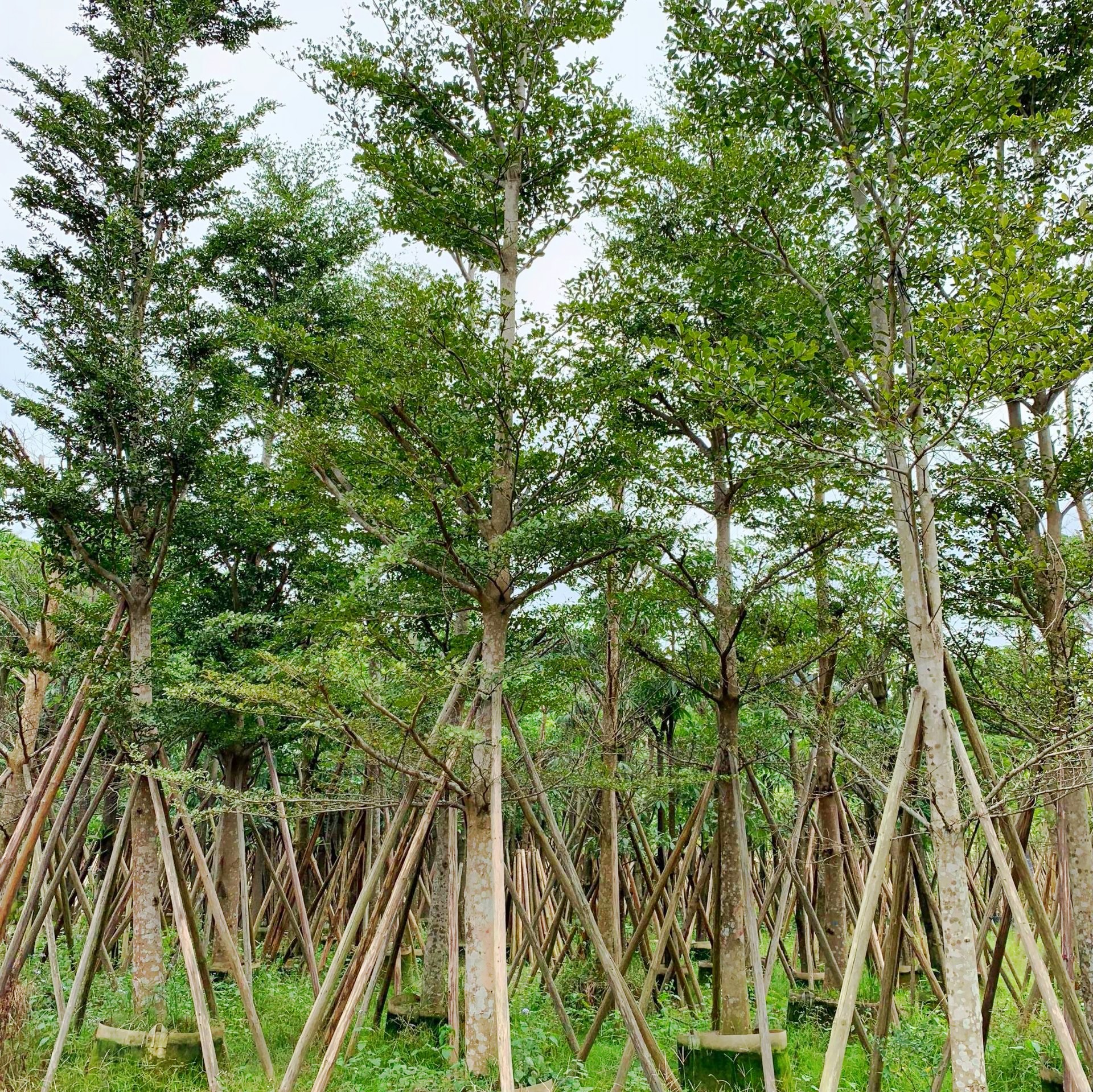 優(yōu)質(zhì)細(xì)葉欖仁基地直銷 細(xì)葉欖仁的主要價(jià)值