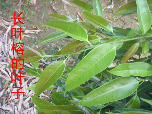 優(yōu)質(zhì)長葉榕圖片/優(yōu)質(zhì)長葉榕樣板圖 (1)