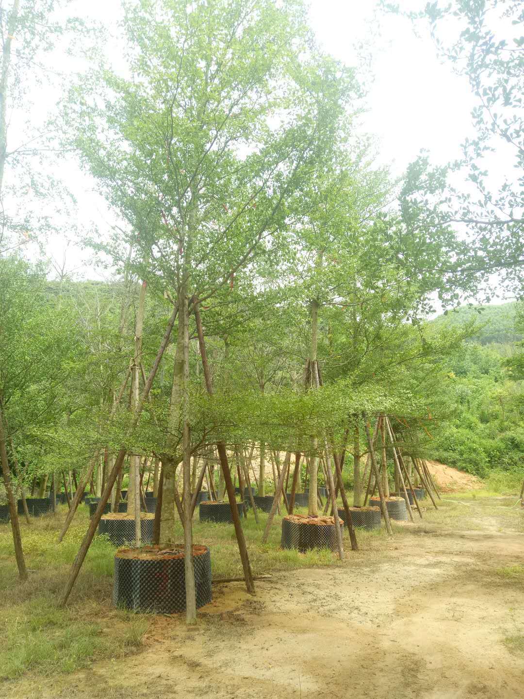 細(xì)葉欖仁圖片/細(xì)葉欖仁樣板圖 (2)