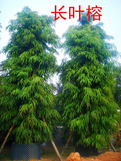 長(zhǎng)葉榕圖片