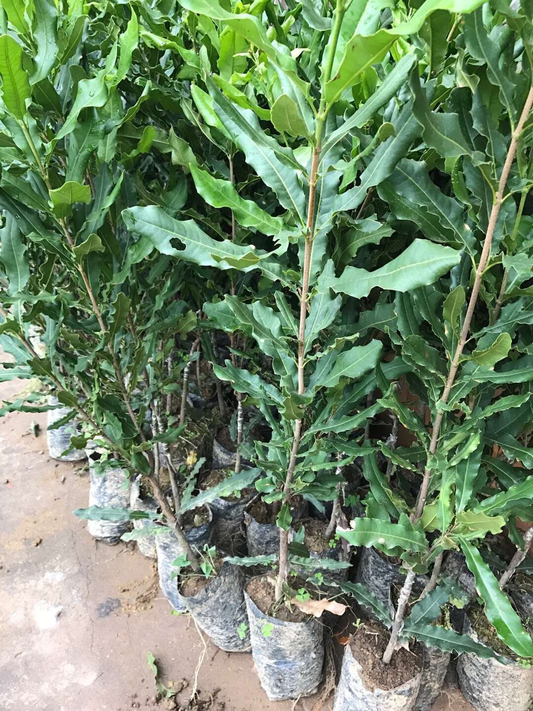 廣州堅果苗批發(fā)基地 堅果樹苗哪家成活率高圖片