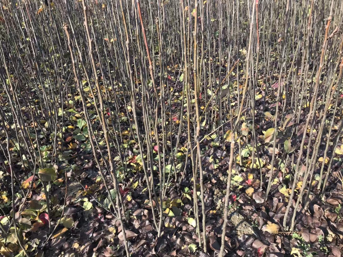 錦豐圖片/錦豐樣板圖 (2)