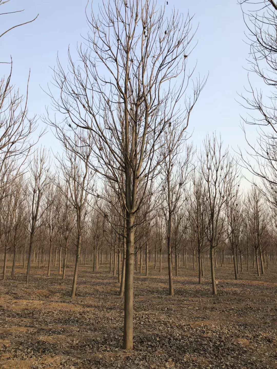 河南楸树基地哪一家更好图片