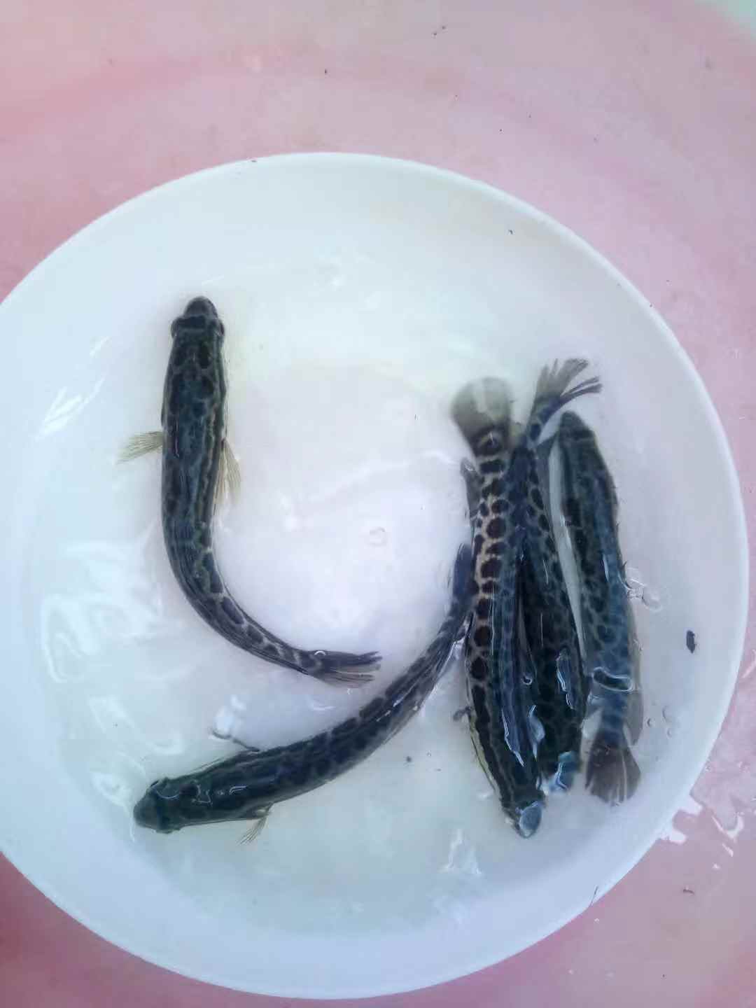 生魚苗圖片/生魚苗樣板圖 (1)