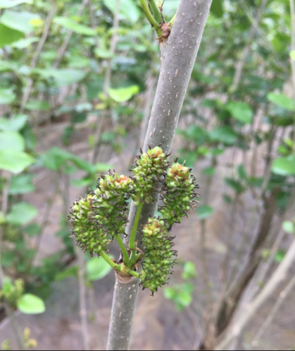 廣西養(yǎng)蠶嫁接苗供應(yīng)嫁接苗特點(diǎn)嫁接苗優(yōu)點(diǎn)