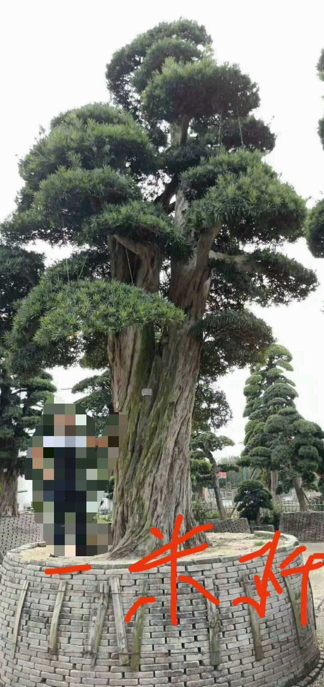 廣西進(jìn)口造型羅漢松圖片