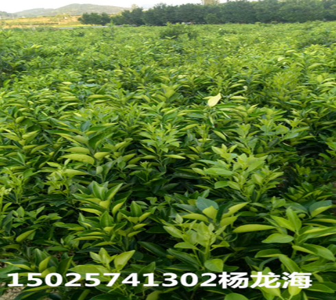 種植紐荷爾臍橙苗圖片