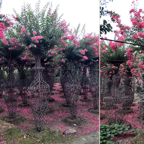 四川紫薇花瓶造型基地四川紫薇花瓶造型基地-四川成都桂花_紫薇花瓶|大红花紫薇/厂家价格批发