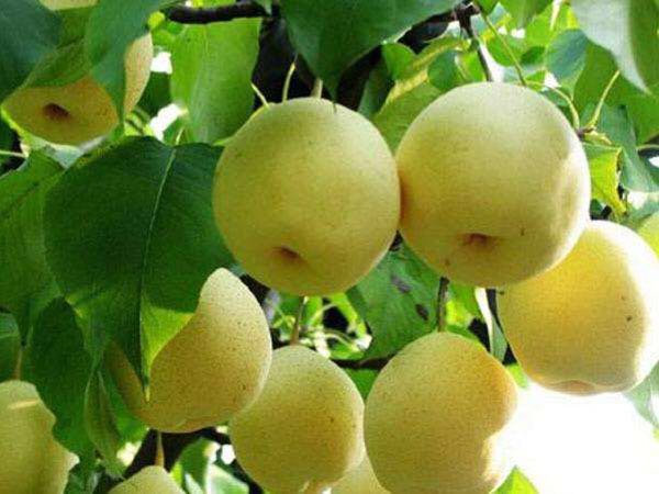 錦豐梨 錦豐梨批發(fā) 錦豐梨報價 河北錦豐梨