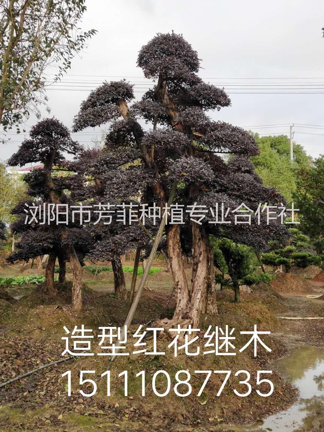 紅花繼木圖片/紅花繼木樣板圖 (4)