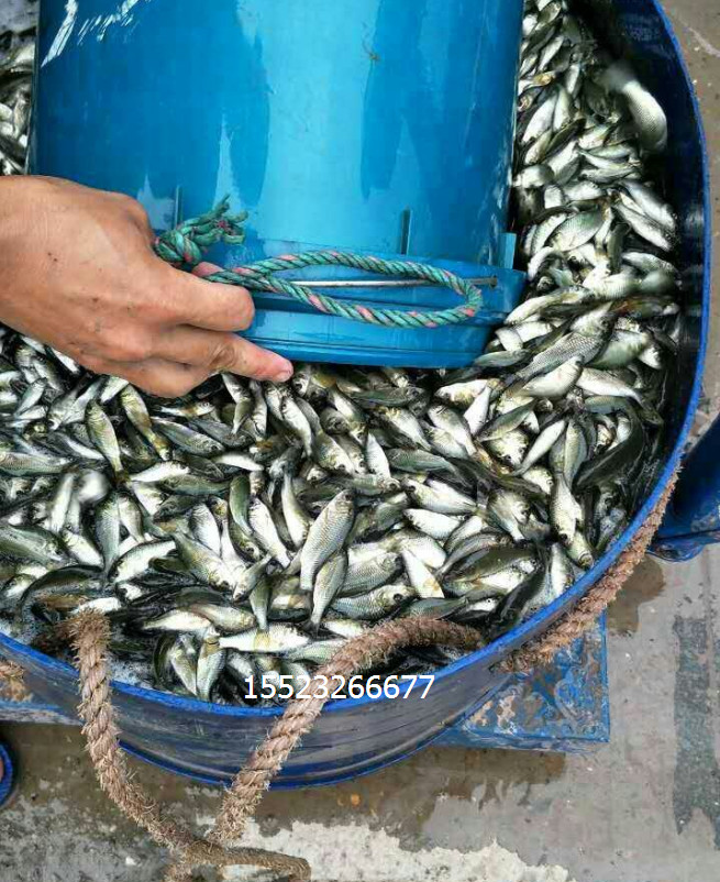 淡水魚(yú)苗圖片/淡水魚(yú)苗樣板圖 (1)