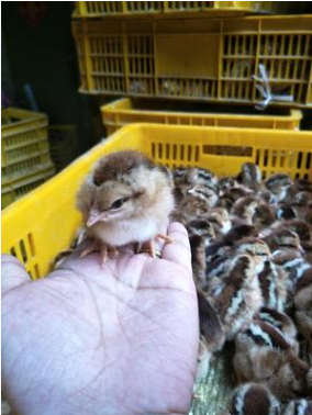 禽苗鴨苗圖片/禽苗鴨苗樣板圖 (4)