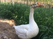 江蘇肉鵝圖片/江蘇肉鵝樣板圖 (2)