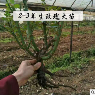 玫瑰種苗直銷  云南玫瑰種苗報價  云南玫瑰種苗批發(fā)  云南玫瑰種苗供應商  云南玫瑰種苗哪家好