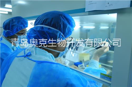 山東干細胞圖片